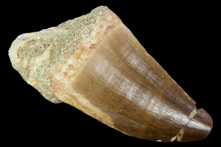 Mosasaur (Prognathodon) Tooth - Morocco #118980